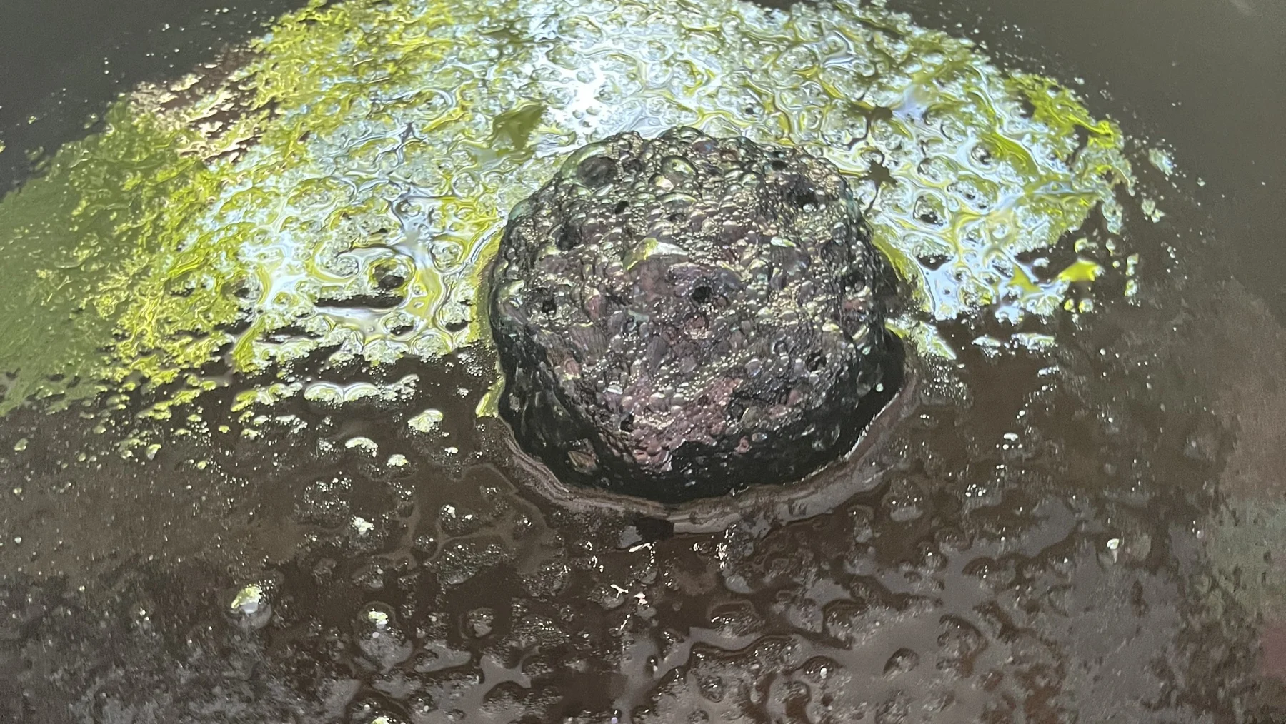 The bronze bloom and deep color on the surface of Suzanne's fermented sukumo indigo vat